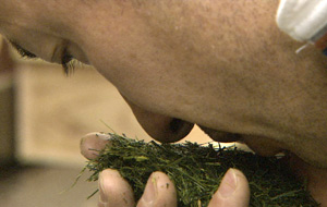Prueba de aroma