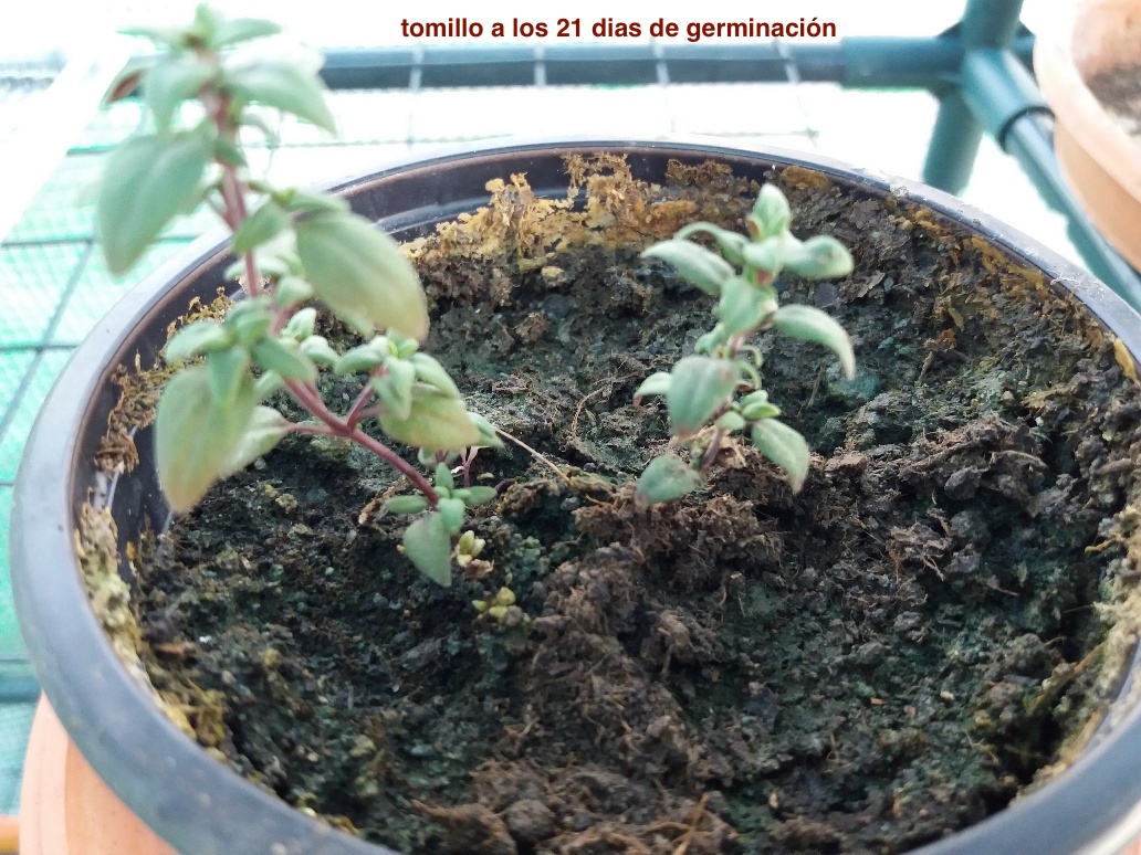 Tomillo 21 dias