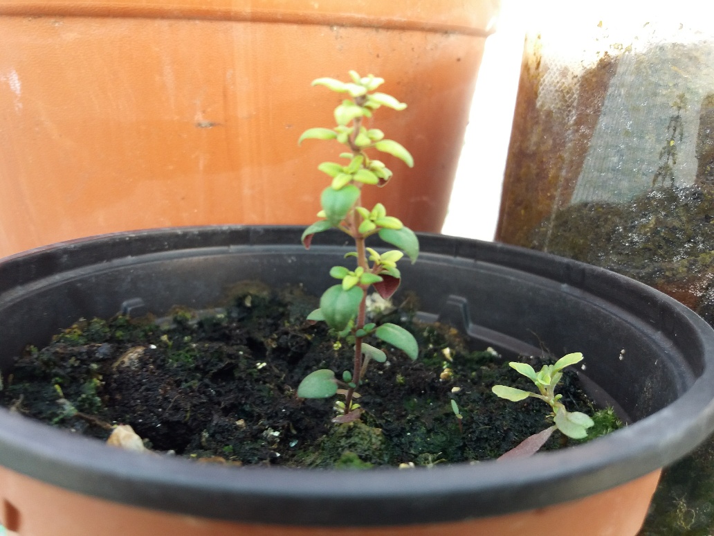 Planta de Tomillo