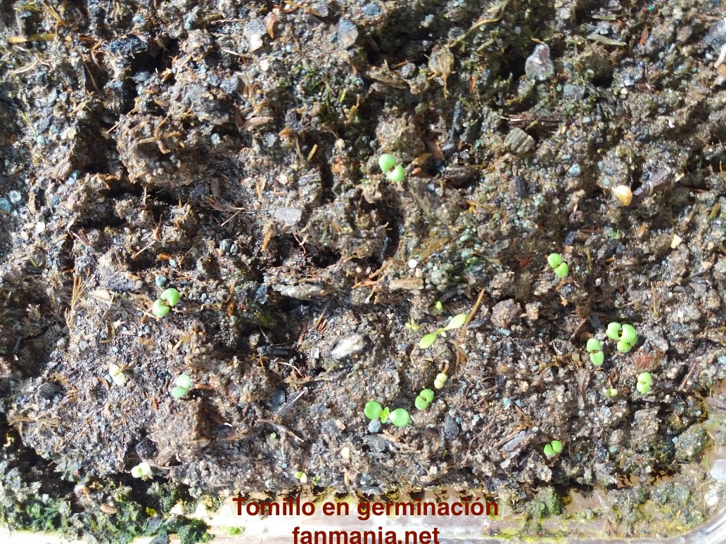 tomillo germinando