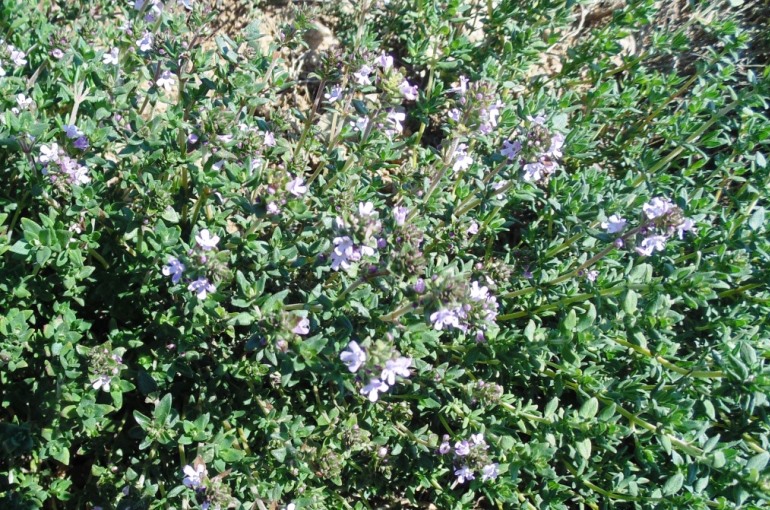 tomillo, tymus vulgaris